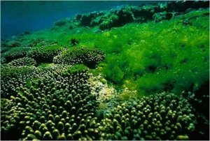 alga1