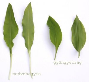 medvehagyma1